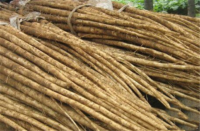 牛蒡的种植技术和产量,种牛蒡产量