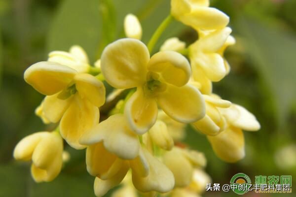 桂花树水浇多了掉叶子怎么办,桂花树叶尖枯焦还掉叶子怎么回事