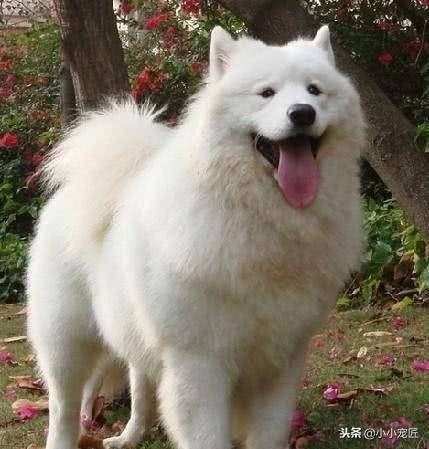 养一只萨摩狗是好还是不好,养一只萨摩需要买什么