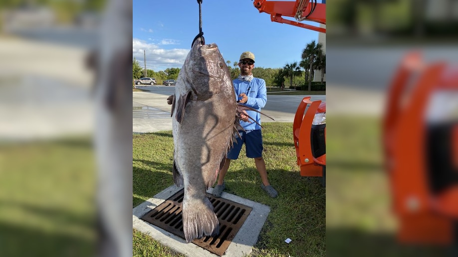 潜水赶海捉到超大石斑鱼,赶海抓到的最大石斑鱼