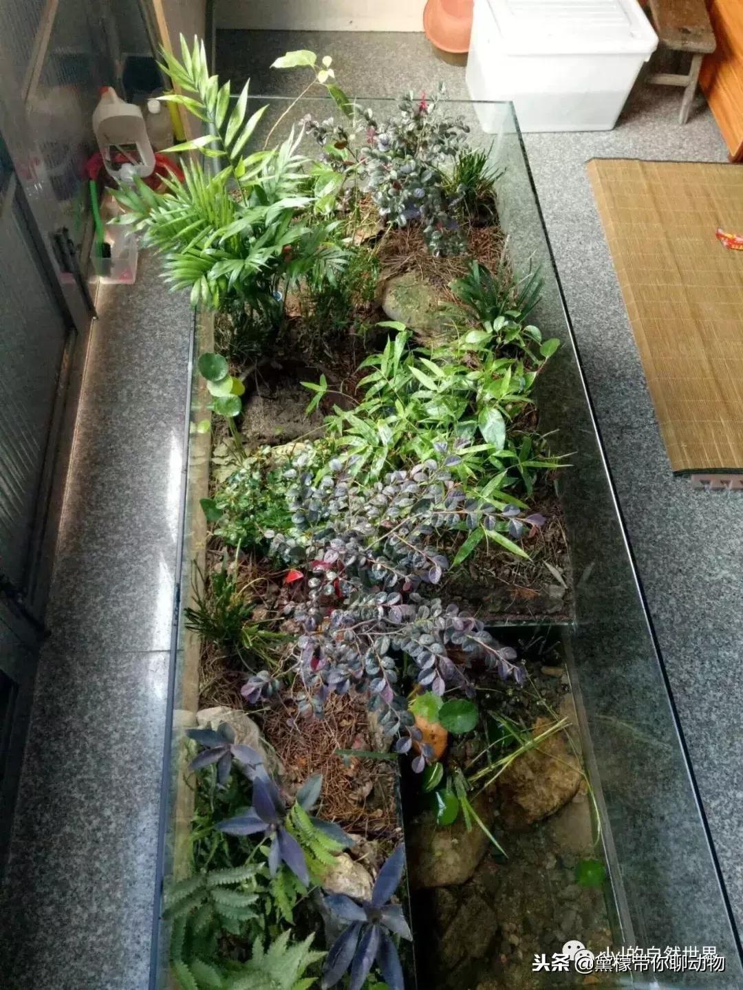 丛林造景黄缘龟池设计图大全,龟宝宝黄缘龟生态缸造景教程