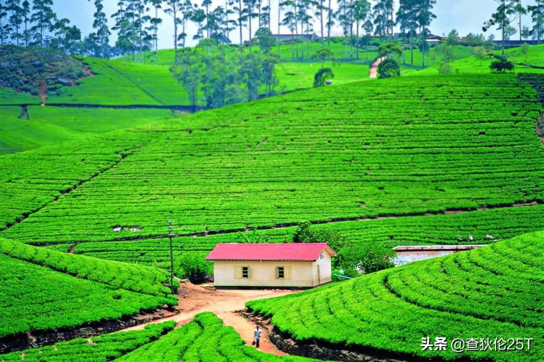 斯里兰卡努沃埃利耶小镇,斯里兰卡努沃勒埃利耶茶厂