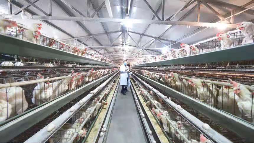 农业种植乳酸菌,乳酸菌在农业种植上的应用