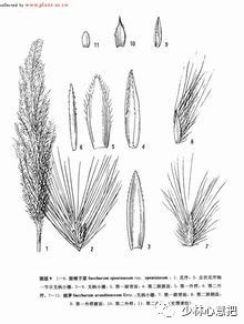 中药药材大全及功效,补肾中药大全及功效