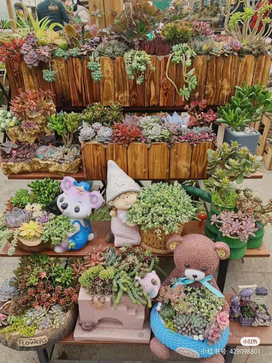 成都的花市批发市场在哪里,成都花市合集