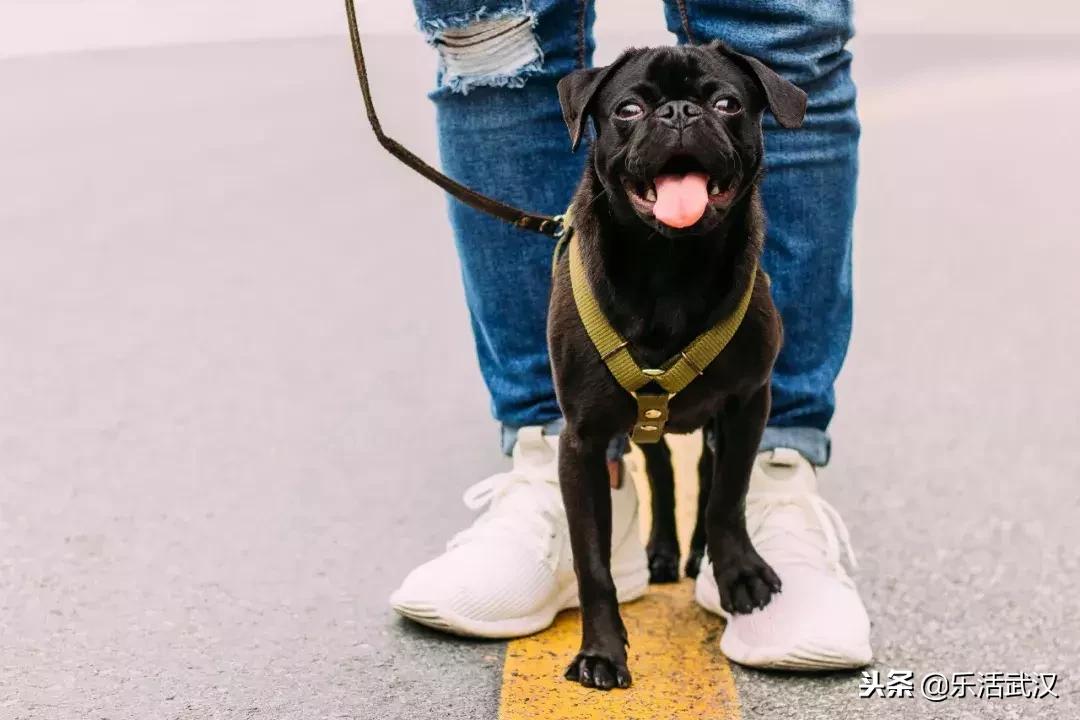 1月武汉,武汉1月份有什么玩的