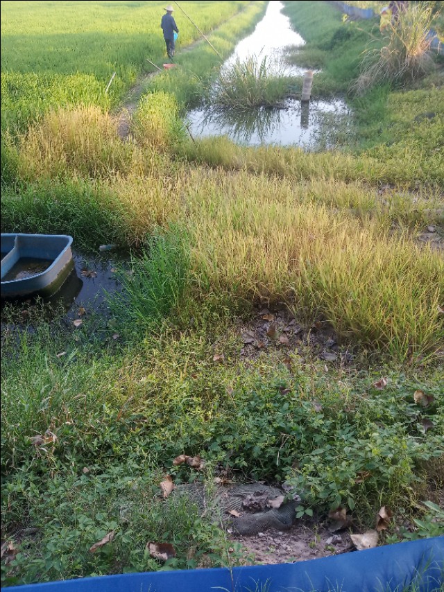 小龙虾打洞越多越好吗,小龙虾是不是一年四季都打洞