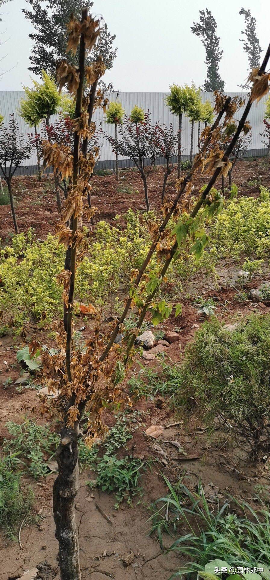 南苗北育养殖,南苗北种怎么样