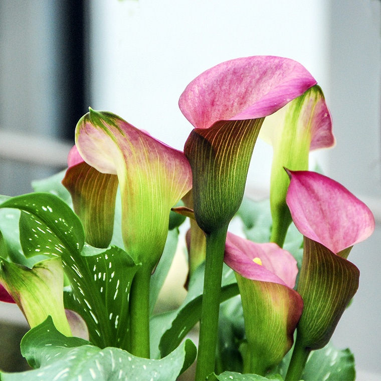 马蹄莲夏季怎么养才能开花快,马蹄莲怎样养才能爆花