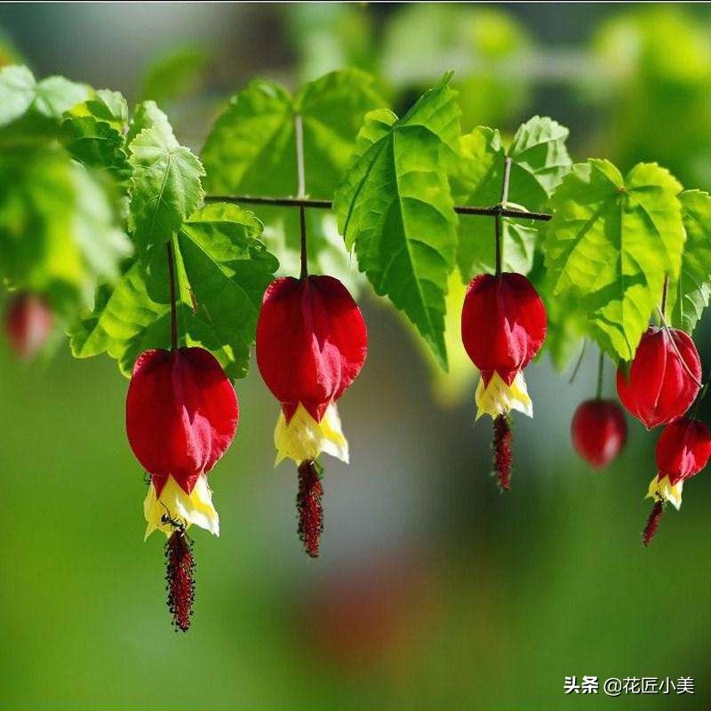 四季开花又耐寒的爬藤植物有哪些,好养的户外爬藤花卉植物有哪些