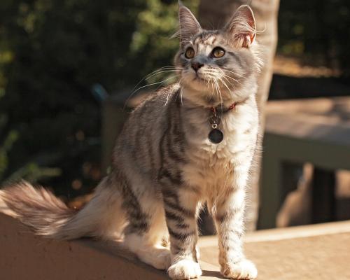 爱宠走失寻回,寻回丢失宠物的高效方法和技巧