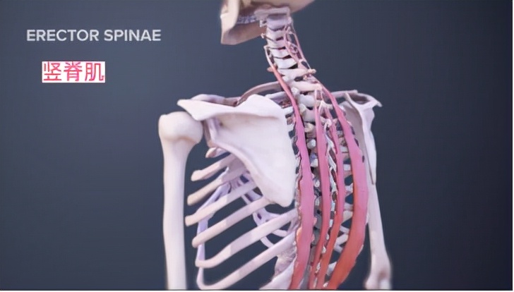 颈部的健身训练,wildfieldhealth牌子如何