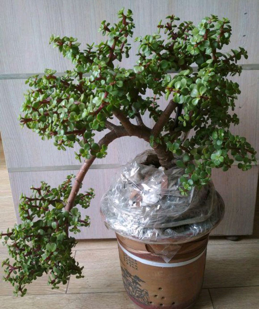 一年四季不死的十种花水养,浇水过多死的植物