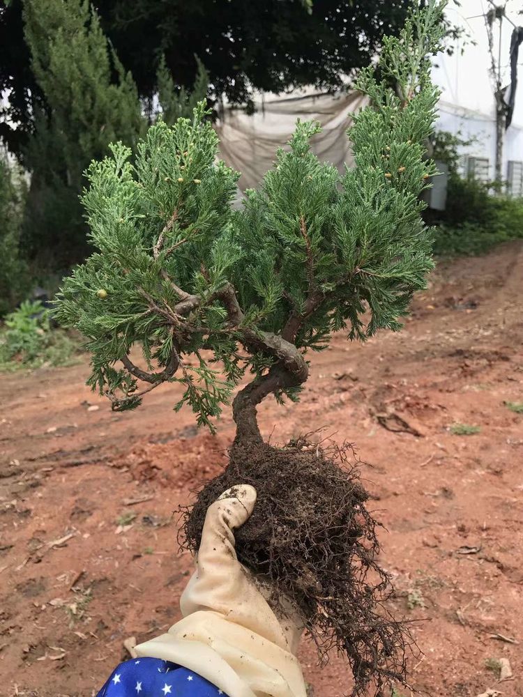 台湾真柏价格表,台湾真柏完整视频