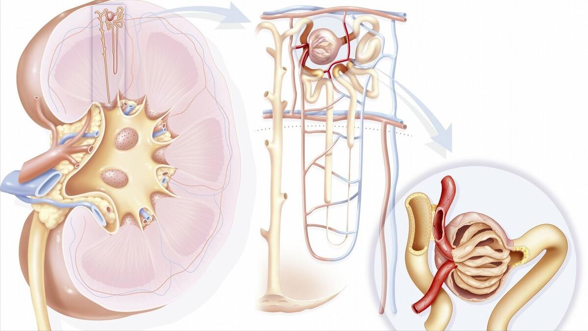 导致尿黄的各种原因,解小便感到小便烫是什么原因