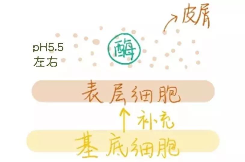 果酸换肤祛痘坑,果酸换肤治痘坑最好的产品