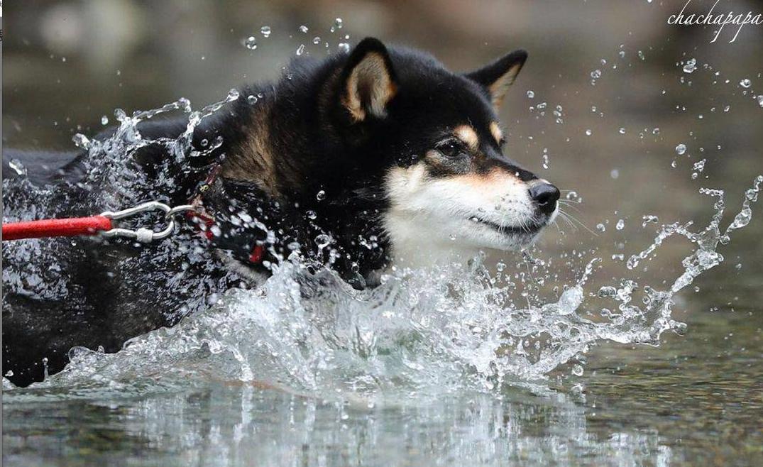 柴犬买几个月的比较好,柴犬多少钱一只真实价格