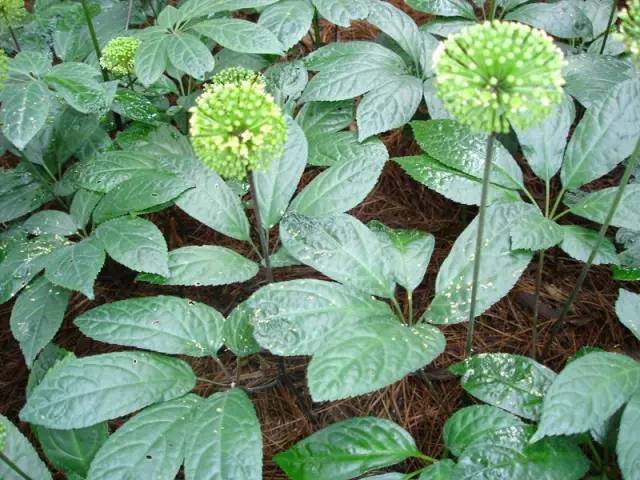 三七花是旱三七的花吗,三七花为圆锥花序