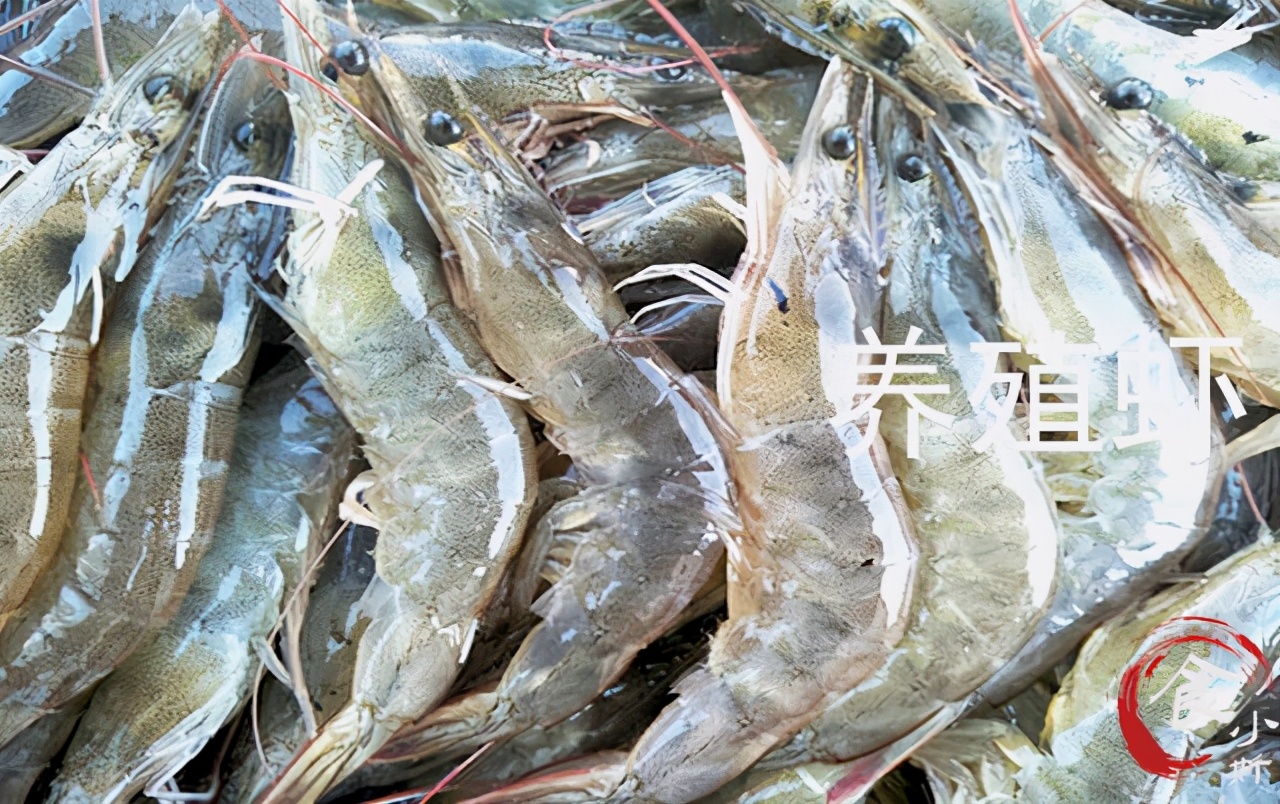 海捕虾和养殖虾的区别,买虾不可以挑大小吗