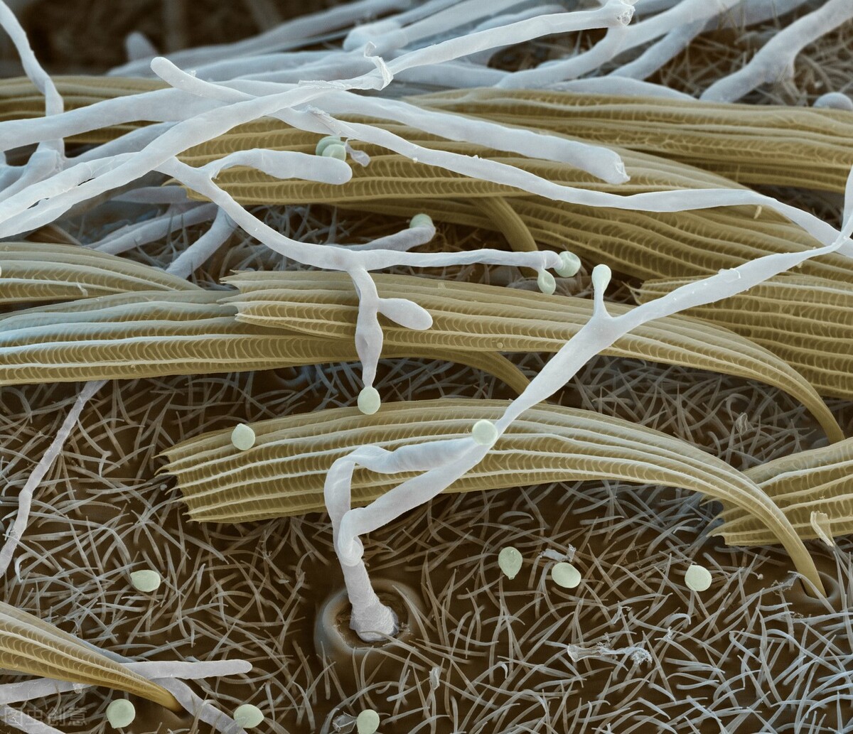 蔬菜无农药除虫药,蔬菜长虫了又不想打农药该怎么办