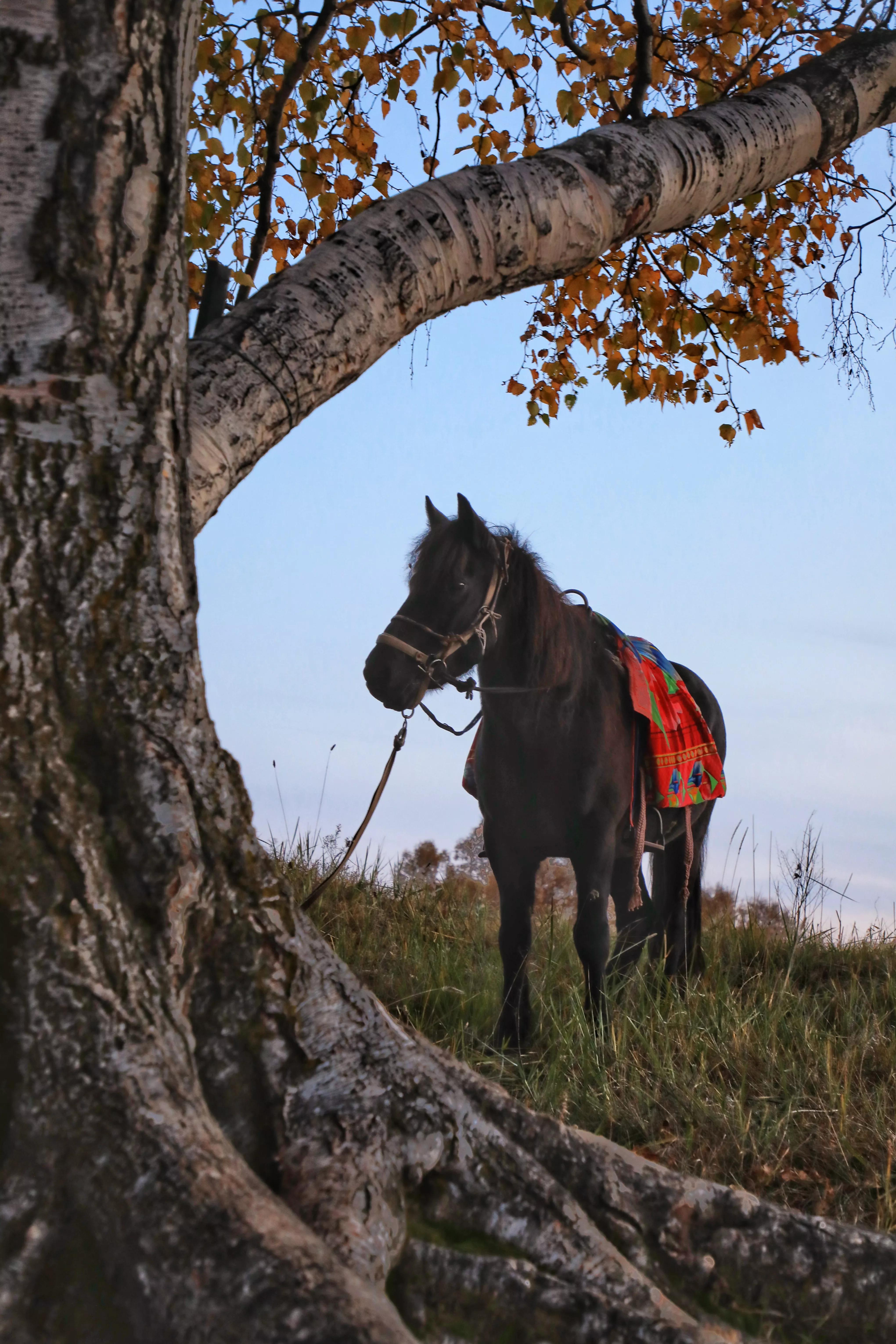 坝上秋色草原,坝上草原游记作文