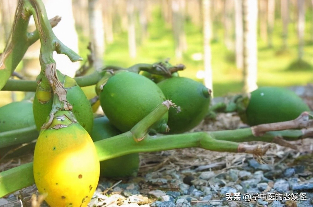 每天学习一味中药视频,槟榔中药方子
