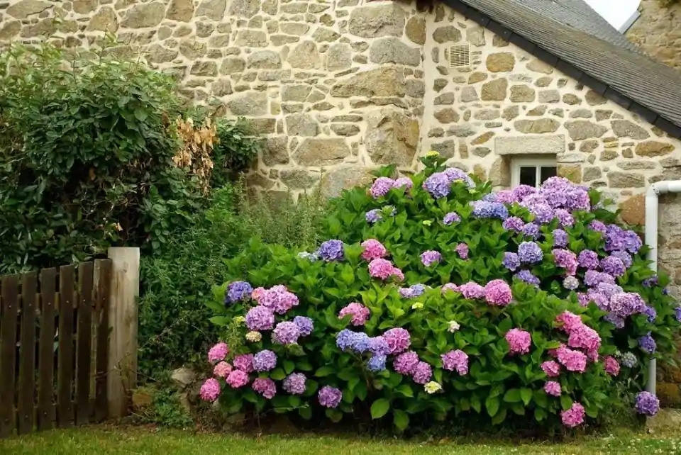 这8种花你不要乱浇水,新手种花品种推荐
