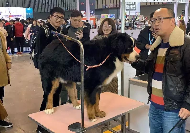 2019年第161届中国宠物文化节,2018年宠物文化节