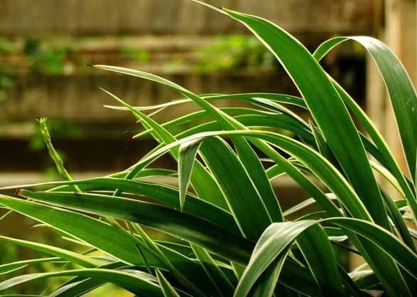 吊兰可以用什么代替施肥才能养好,吊兰剪头后怎么施肥