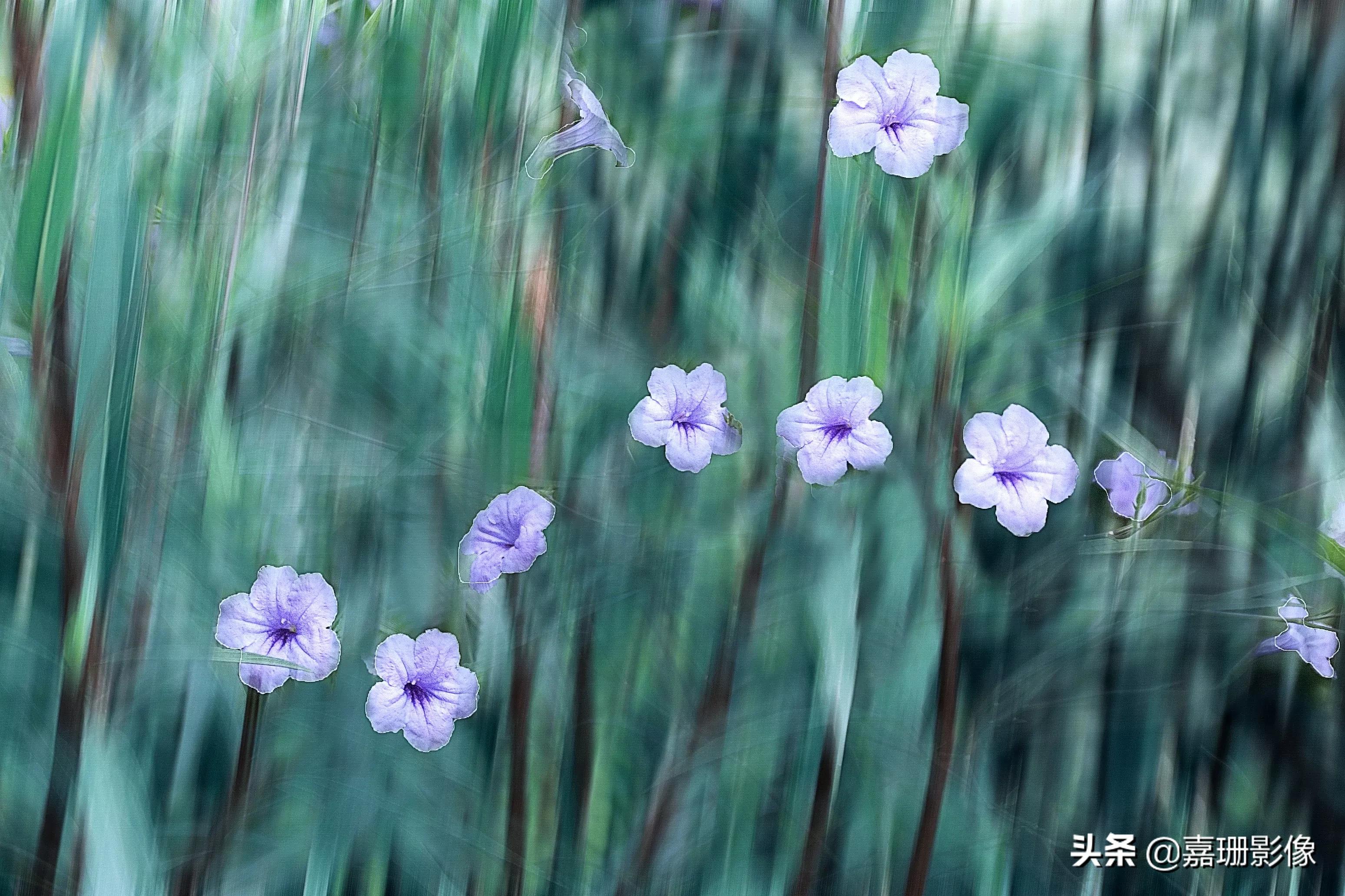 看看花容，听听花语2020年我镜头里的百种花卉