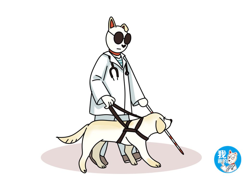 金毛和拉布拉多哪个更容易养活,金毛和拉布拉多哪个适合新手养