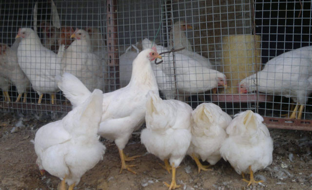 鸡不吃食无精打采拉稀怎么办,鸡没精神不吃东西拉稀