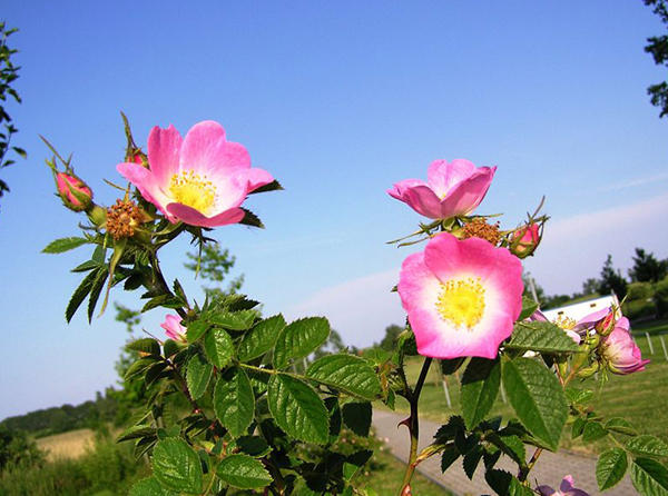 有些护肤品闻起来就是爱情的味道