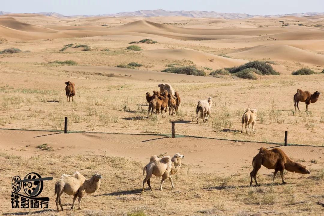 铁影｜穿越沙漠的“混编列车”——吉兰泰铁路运转记