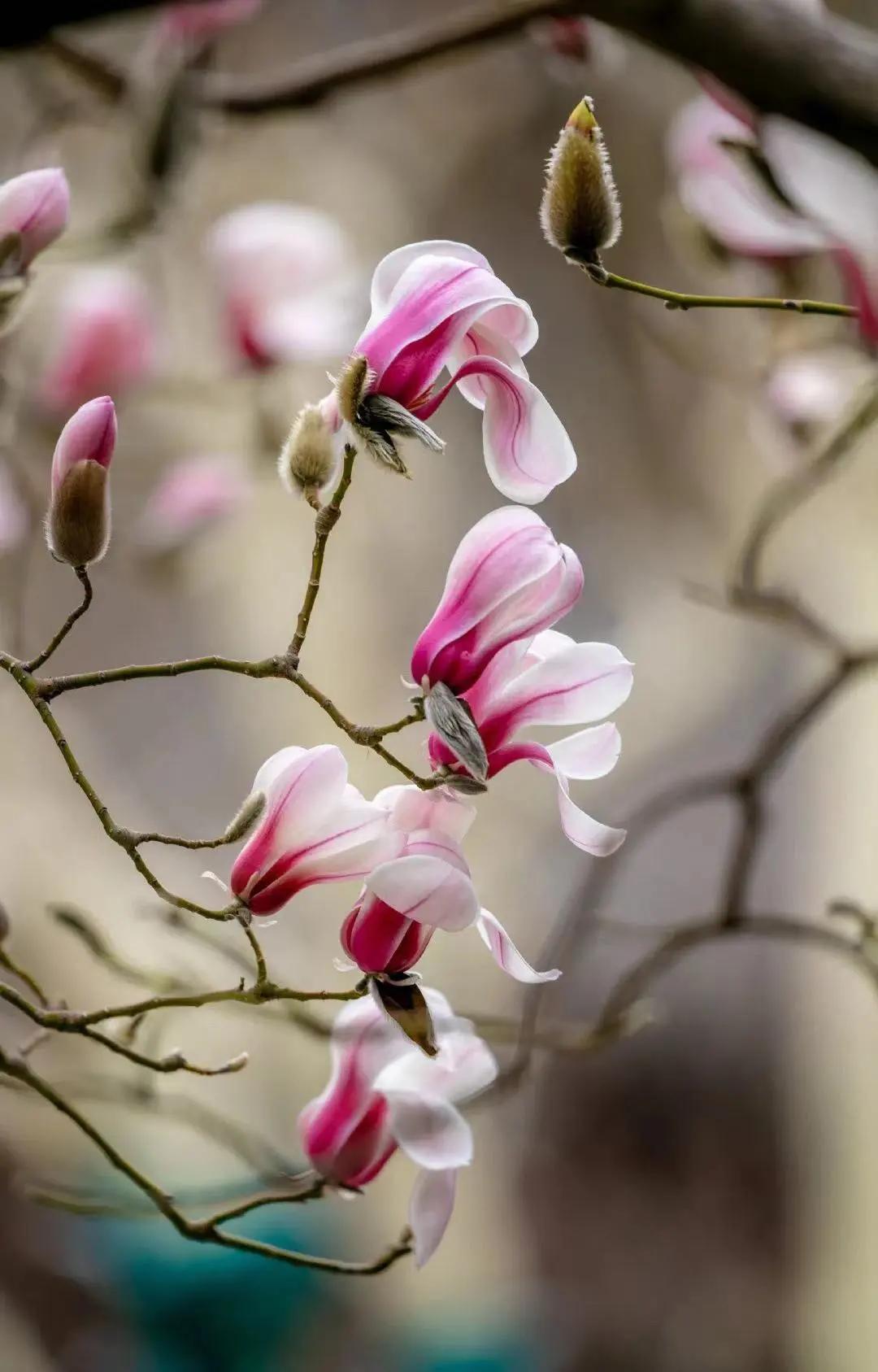 约惠女神节特优活动,约惠女神节优惠活动