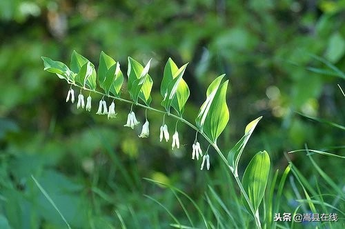 农村比较常见的中草药,农村不可碰的十种草药