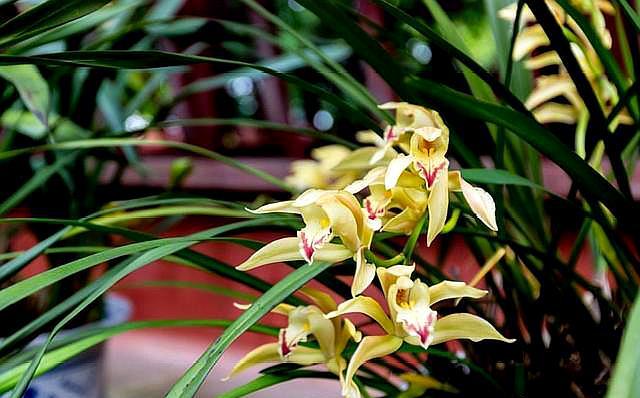 养兰花施肥,养兰花用什么肥料养最合适呢