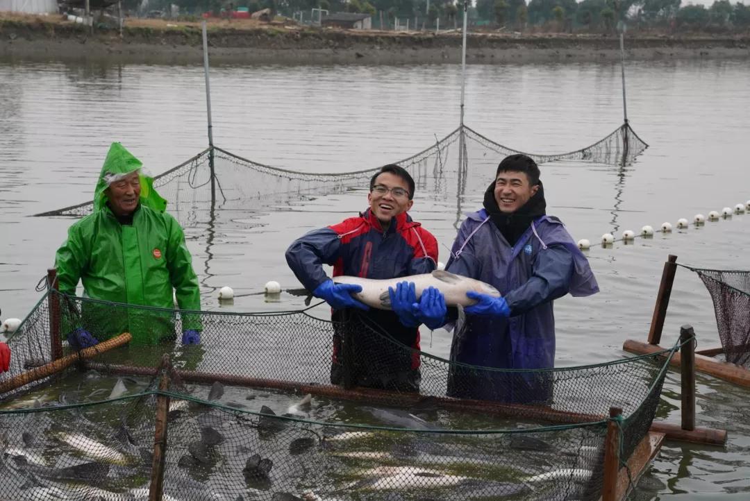 无锡甘露青鱼最新消息,无锡甘露青鱼真空包装