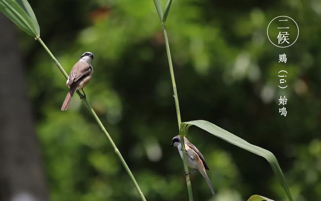 芒种蝉鸣夏始忙青梅初可烹,芒种伊始仲夏已至