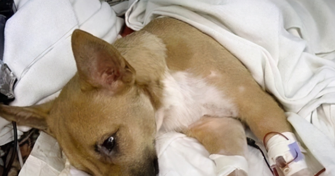 狗狗发抖查不出原因,辟谣狗狗鼻子干就是生病