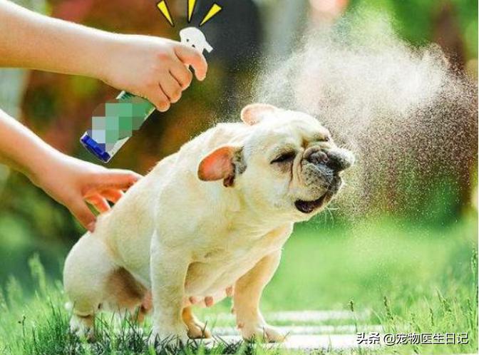 犬疥螨的诊断与治疗参考文献,犬疥螨症状治疗药物成分