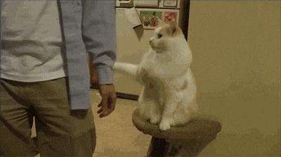 猫咪误吞小东西怎么办,猫咪吃了异物怎么快速拉出来