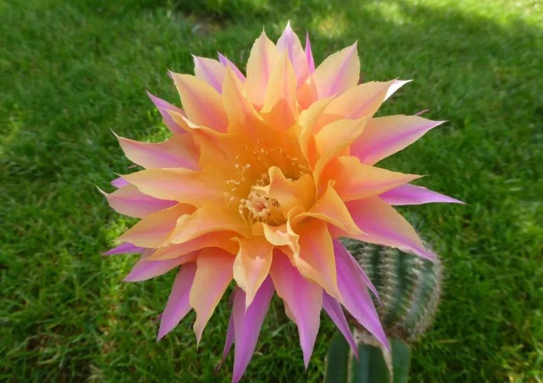 100种仙人球花图片,100种仙人球的品种视频