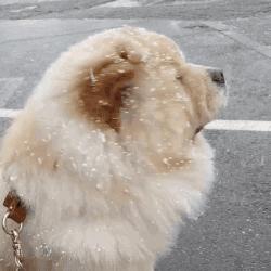 养纯种还是混血狗,养纯种狗