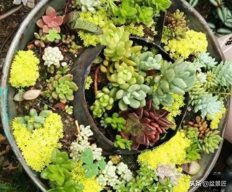 巧妙旧物改造塑料瓶变身手工花盆,旧物利用变废为宝制作花盆