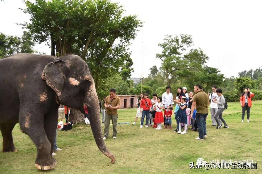 野象谷和大象互动视频,野象谷跟大象互动