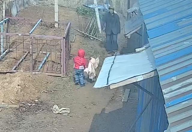男孩被大公鸡啄妈妈一脚踢飞,公鸡啄宝宝被姥爷踢