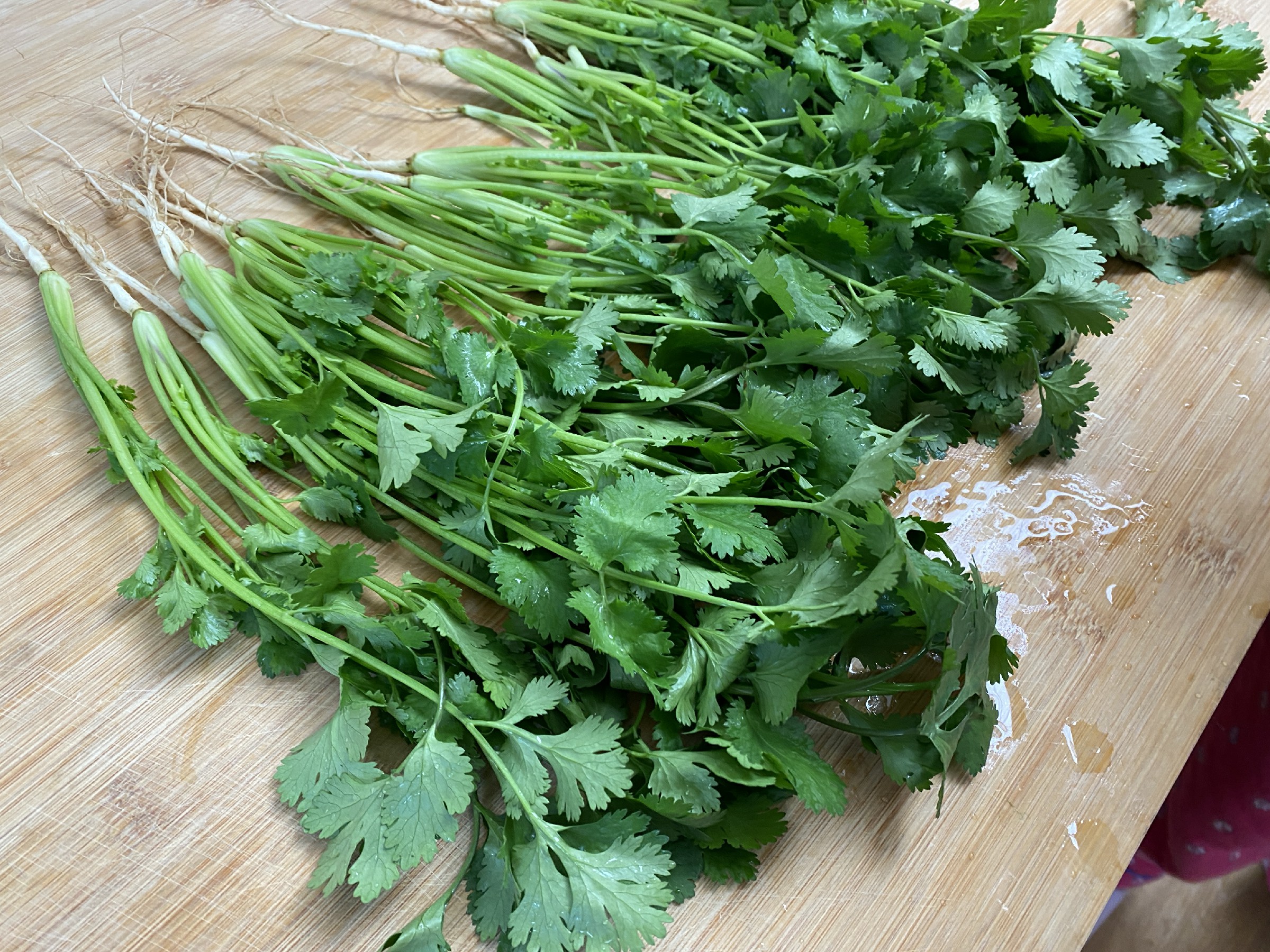 吃不完的香菜放冰箱怎么储存,吃不完的香菜保存最好的方法