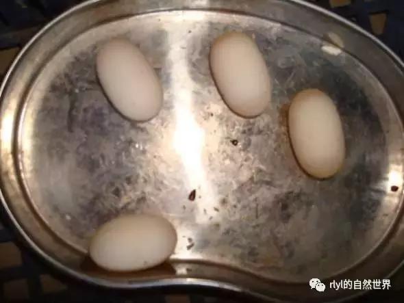 最好养的半水龟排行,半水龟饲养环境简单