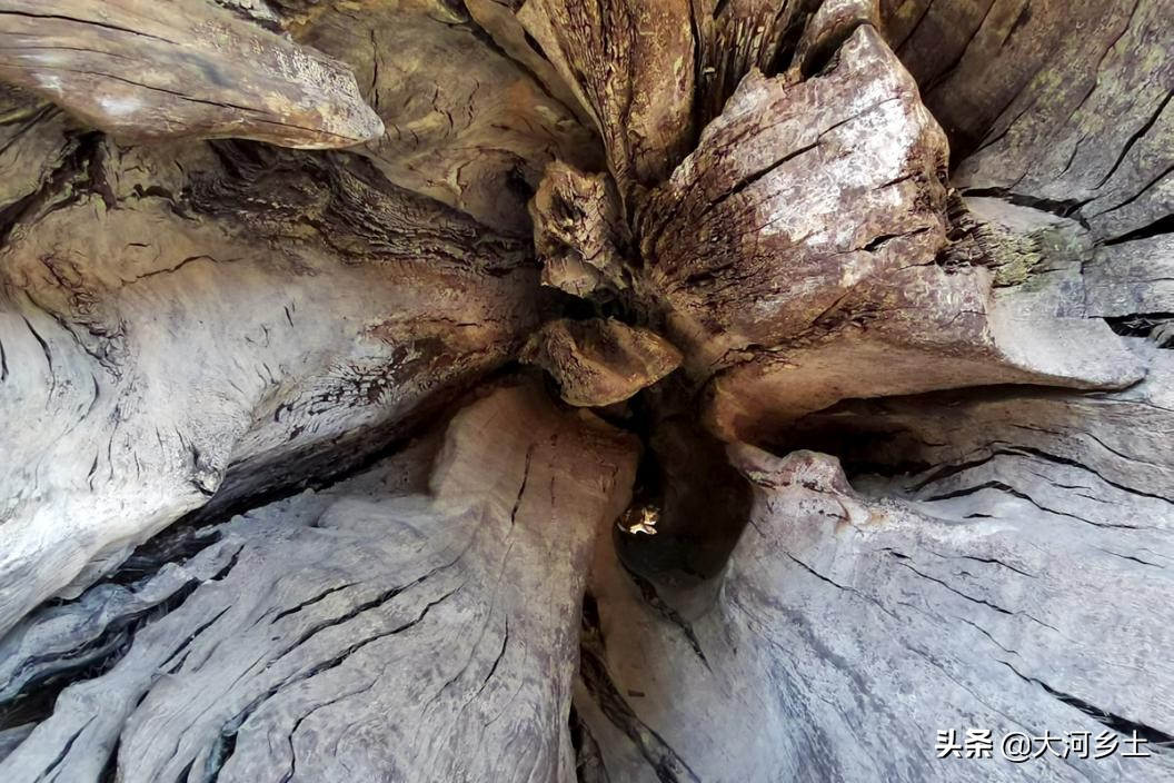 千年乌木关帝庙,关帝庙古树价格